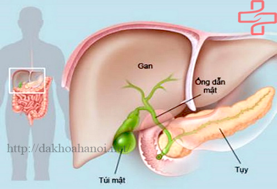 nguyen-nhan-va-cach-dieu-tri-benh-viem-tuy-cap