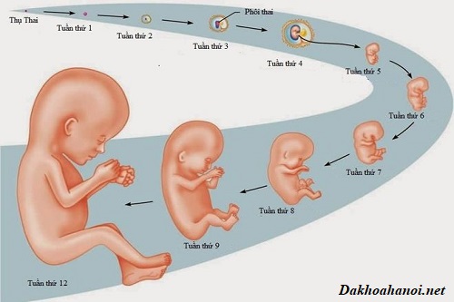 Quá trình thai vào tử cung